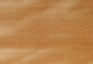 Citronnier de Ceylan (Chloroxylon swietenia)